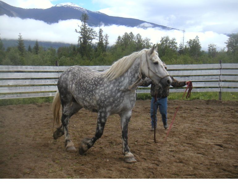 pushy trail horse, how to manage a stubborn horse, horse misbehaving on trail, stan walchuk