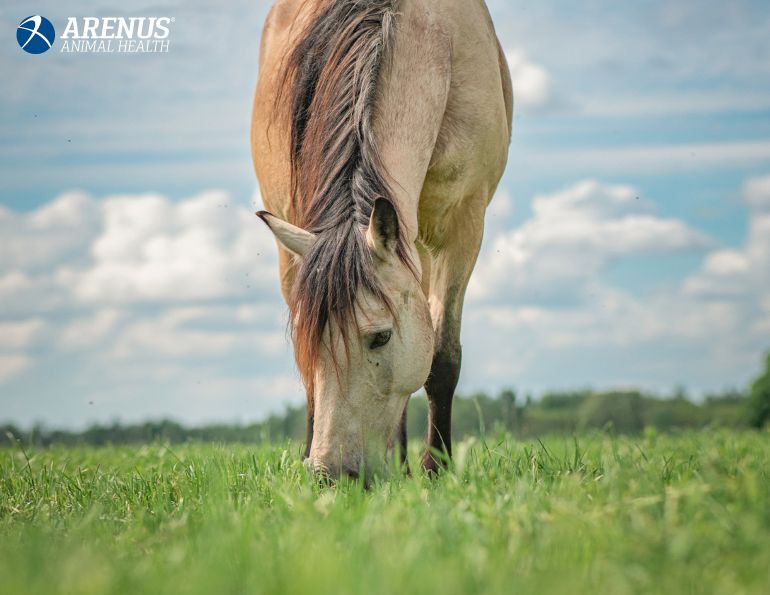 equine digestive health, secure guard gold arenus animal health, horse digestive aid, supplements for horse's digestion, stressed out horse