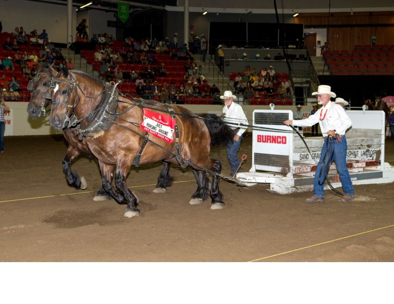 calgary stampede equine events, rodeo calgary stampede, heavy horse pull draft horses calgary stampede research faculty of veterinary medicine university of calgary dr renaud leguillette