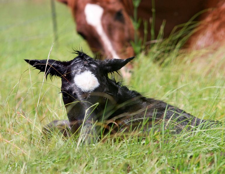 equine diseases, diseases in horses, fragile foal syndrome, genetic variety foals, diseases in foals, plod1 mutation, wffs horses