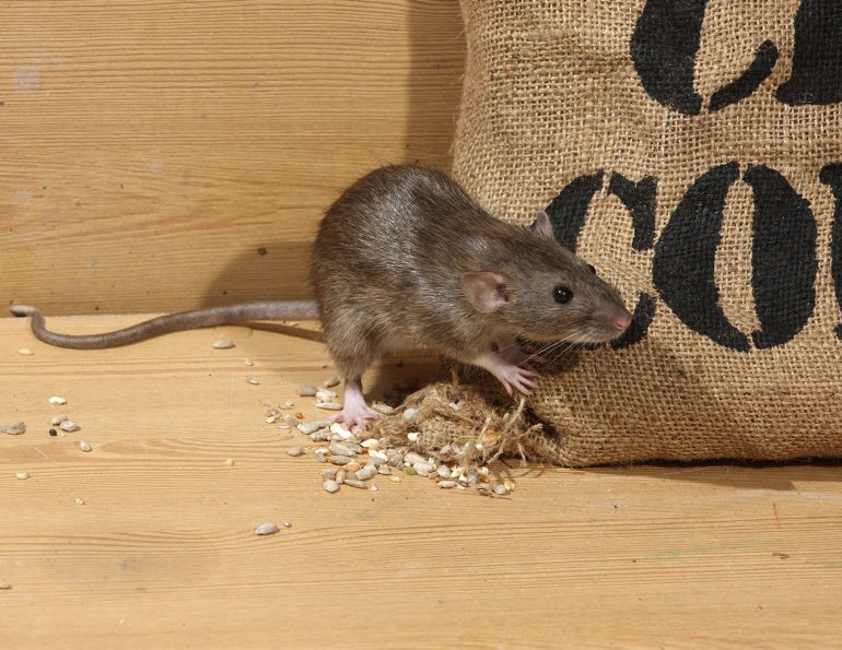 HORSE FARM RATs, keeping rats out of horse stall, rats in equestrian centre, rat control horse barn, proper food storage horse barn, signs of rats, diseases from rats to horses