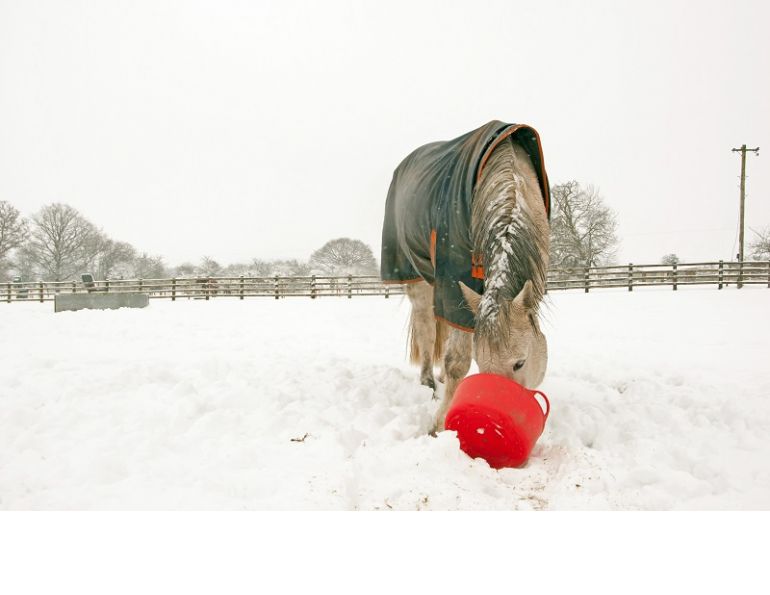 equine nutrition, horse nutrition, feeding horses, supplementing horses, horse far, fat to horse diet, equine fat diet
