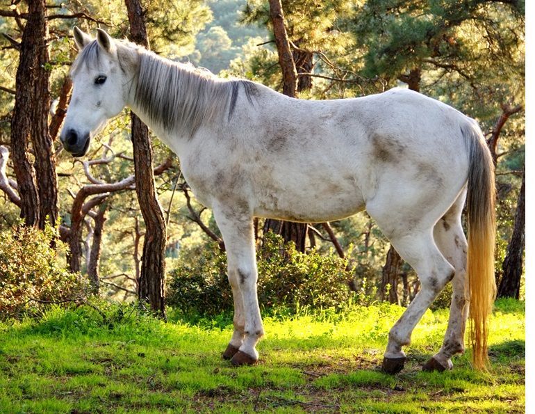 end-of-life horse care, prepare for death of horse, when to euthanize horse, should i put my horse down, how to tell if horse is in pain, ways to euthanize horse