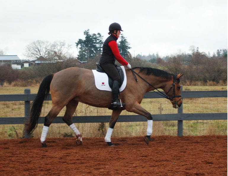 Lindsay Grice, connecting with your horse, long horse necks, tense horse neck, stretch horse long and low, graceful horse neck