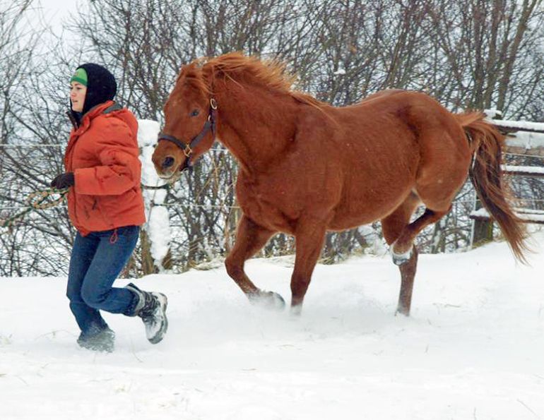 Diseases resulting in Hind Limb Gait Deficits in Horses, stringhalt in horses, Fibrotic Myopathy in horses, Shivers in Horses, Equine Polysaccharide Storage Myopathy PSSM Diseases resulting in Hind Limb Gait Deficits in Horses, stringhalt in horses, Fibrotic Myopathy in horses, Shivers in Horses, Equine Polysaccharide Storage Myopathy PSSM