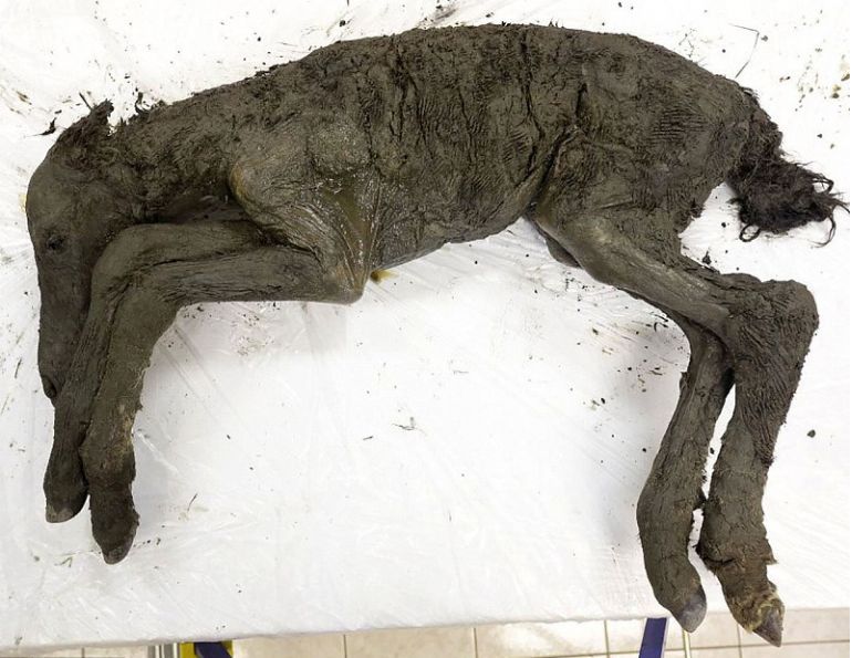 horse fossils, extinct horses, archealogical finds equine, history of horses