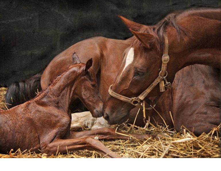 mare is in foal, Foaling Mare, hrose labor, equine labor, delivering a foal safely, theriogenologist, western college of veterinarian, horse twins, vaccinating mare, foaling complication mare is in foal, Foaling Mare, hrose labor, equine labor, delivering a foal safely, theriogenologist, western college of veterinarian, horse twins, vaccinating mare, foaling complication