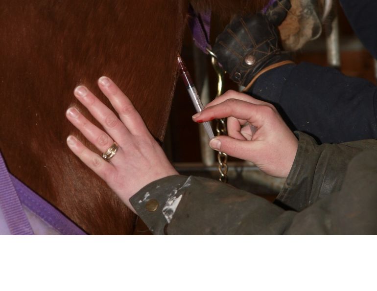 Horse injection, equine injection, Intramuscular injections horses, IM horses, Subcutaneous injections horses, Intravenous injections horses, injection sites horses, sterile syringes and needles horses, administering horse medication Horse injection, equine injection, Intramuscular injections horses, IM horses, Subcutaneous injections horses, Intravenous injections horses, injection sites horses, sterile syringes and needles horses, administering horse medication