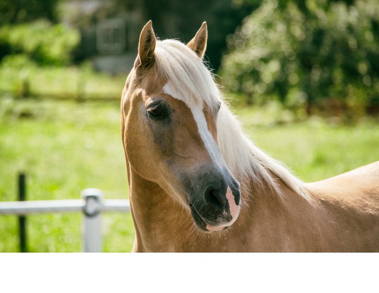  Michael Cameron, ASD Horses, Kids with ASD, autism horses, disabled children horses, autism physical activity