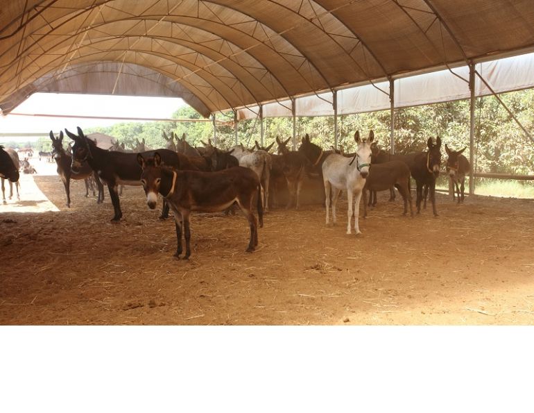 donkey sanctuary, haven for donkeys, donkeys 3rd world, donkeys in need, animal sanctuary, donate for Christmas