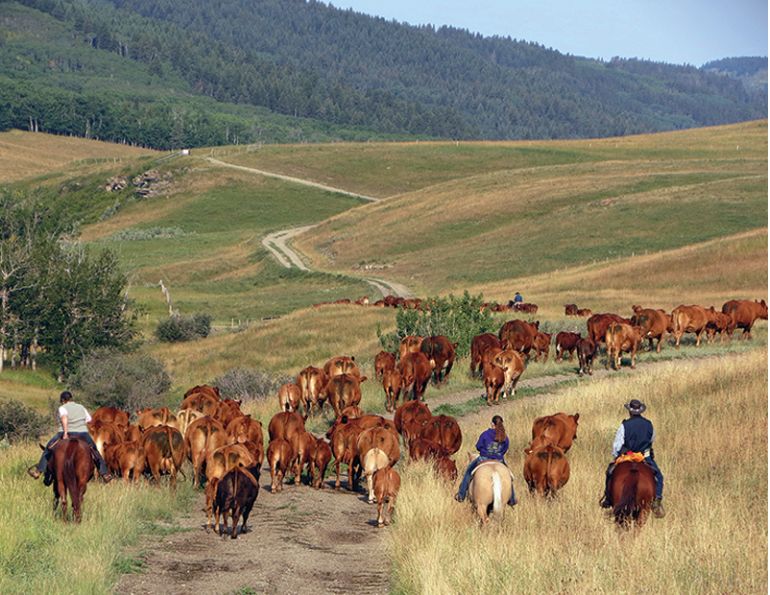 Canadian Ranching Heritage, Margaret Evans, cattle ranching, Cariboo gold rush 1858, Alkali Lake Ranch, Eddie Bambrick, Douglas Lake Ranch, Gang Ranch, Lord Aberdeen, Bar U Ranch, John Ware, Captain Charles Augustus Lyndon