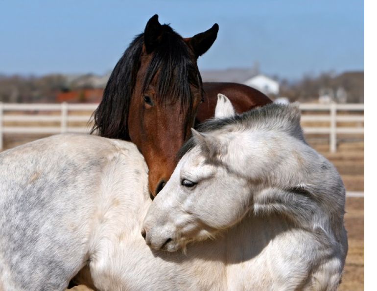 financial cost of horse riding, financial cost of horses, horse budget, equine budget, horsekeeping, financial cost of horsekeeping, save money on horse hay, running a horse farm, running an acreage