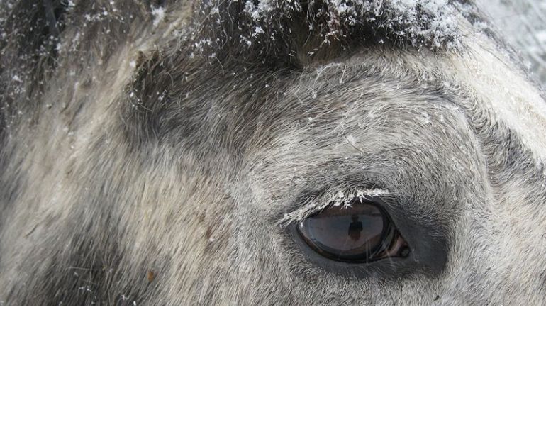 Equine Pain, horse pain, grimaces score, equineguelph, grimace pain scale