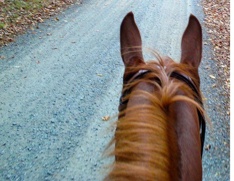 horse instincts reactions vs. Response, teaching your horse controlled responses, teach horse overcome bad habits, 