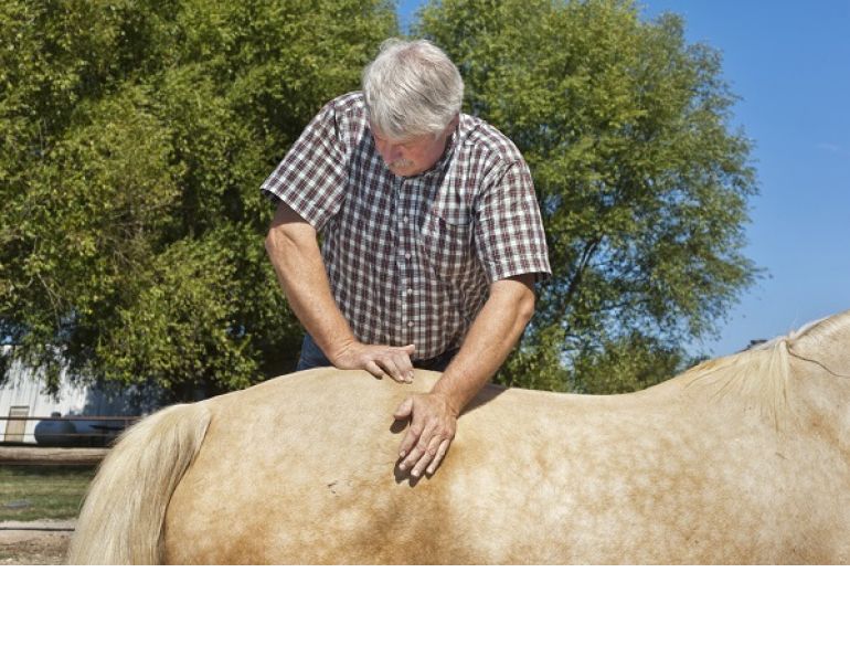equine therapies, equine accupuncture, horse chiropractors, horse massage, equine massage, horse accupuncture, horse therapies, complementary therapies for horses, remt, lindsay day