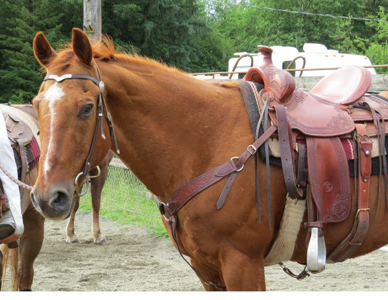  Easy Moon Delight cestnut quarter horse, mr easy quarter horse gelding doc bar linage water valley alberta victoria polo club