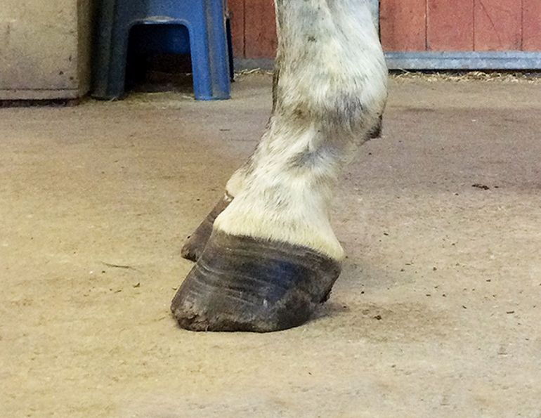 Hans Wiza, horse Hoof makeover, splay-footed horse, cracked horse feet, chipped horse feet, flared horse feet, flaking horse feet, bent horse feet, broken horse feet, hyper-expanded horse feet, peeling horse feet, equine scapular hinge vertical alignment, H.A.N.S. TRIM protocol, horse shoes Hans Wiza, horse Hoof makeover, splay-footed horse, cracked horse feet, chipped horse feet, flared horse feet, flaking horse feet, bent horse feet, broken horse feet, hyper-expanded horse feet, peeling horse feet, equine scapular hinge vertical alignment, H.A.N.S. TRIM protocol, horse shoes