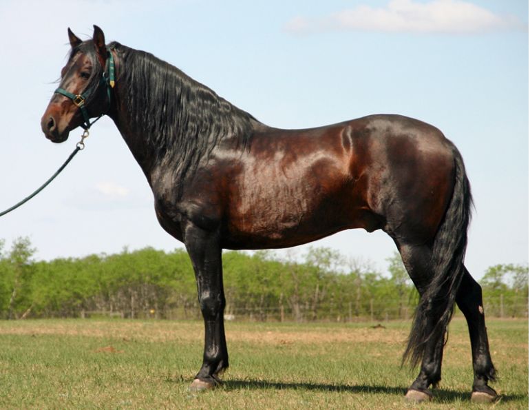 Iberian Peninsula, Iberian horse, horse history, equine history, Lusitano