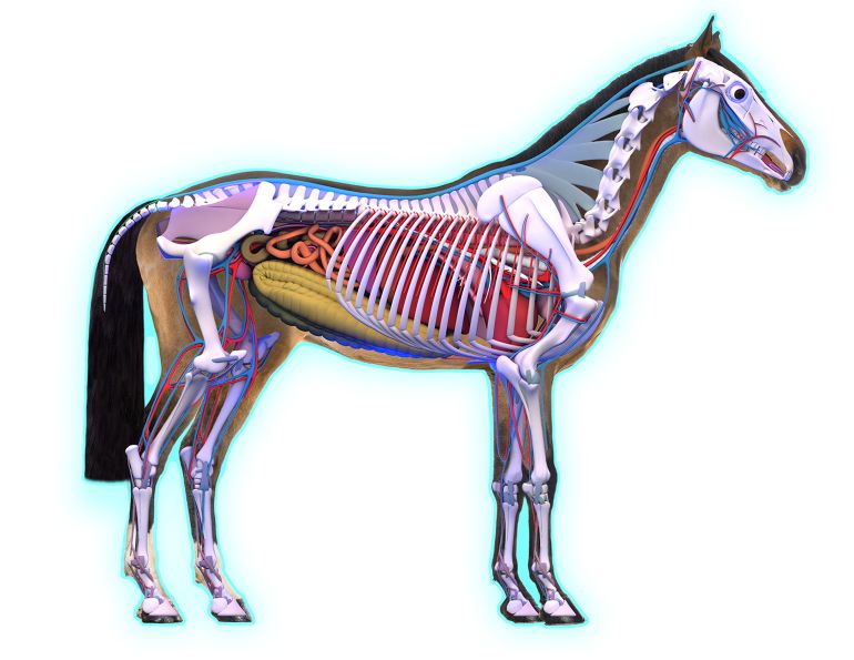 x rays horses, ultrasound horses, mri horse, laser therapy horse, what sort of imaging does my horse need, my horse is lame