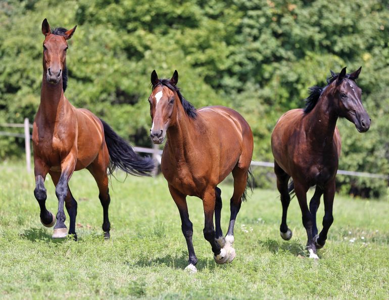 equine gut health, digestive health in horses, alexa linton equine sports therapist, track system horses, benefits of hoof boots for horses, free choice hay horses, equine cranial therapy, forage for horses healthy gut, colic prevention, gut flora horses 