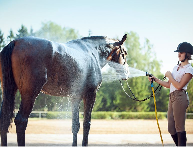 horse cooling, pre-cooling horses, equine heat stress, horse heat stress, cooling horses before exercise, hot weather horse care, equine welfare, horse exercise safety, horse hydration, horse sweating, endurance horse cooling, eventing horse cooling, racehorse cooling, Canadian horse industry, horse health, equine research, heat illness in horses, summer horse care, horse performance