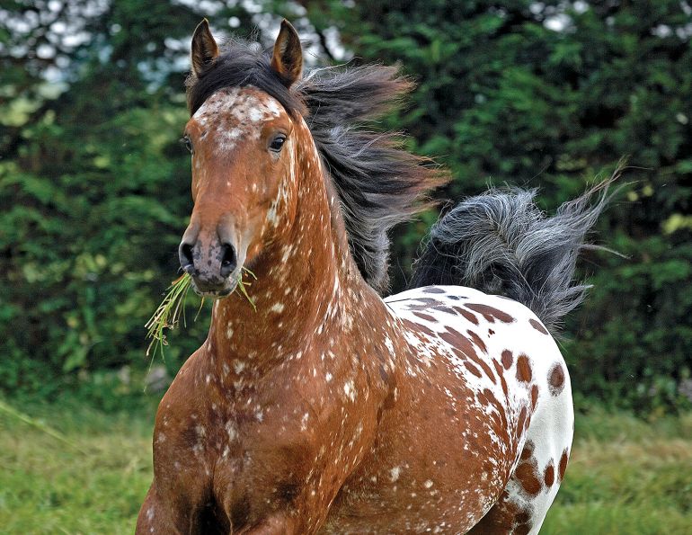 equine genetics, types of equine diseases, uc davis center for equine health, genetic diseases based on horse breed, testing my horse for dna