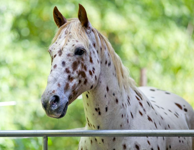 Slow down and start a horse right. will clinging, horse training, horse behaviour, equine behaviour, horse psychology, equine psychology, horse journal, canadian horse, horse canada, horse sport, western horse, english horse, horsemanship
