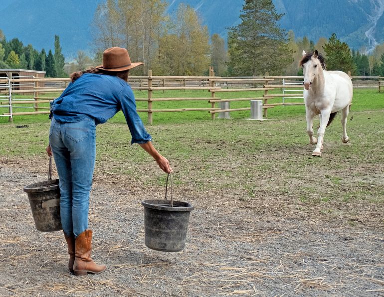 Equine Dietary Supplements, choosing supplements for your horse, basic equine nutrient requirements, what are equine complete feeds?, what are equine ration balancers?, what are lifestyle feeds?, best practices for adding equine supplements, importance of researching horse supplements