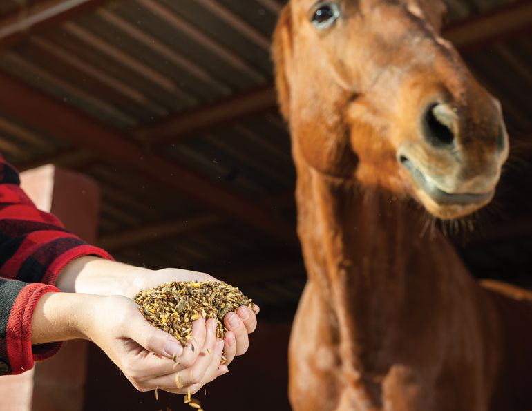 protein requirements for horses, dietary protein horses, hay analysis importance horses, 2007 nrc nutrient requirements of horses, equine nutritionist madeline boats, understanding equine feed tags