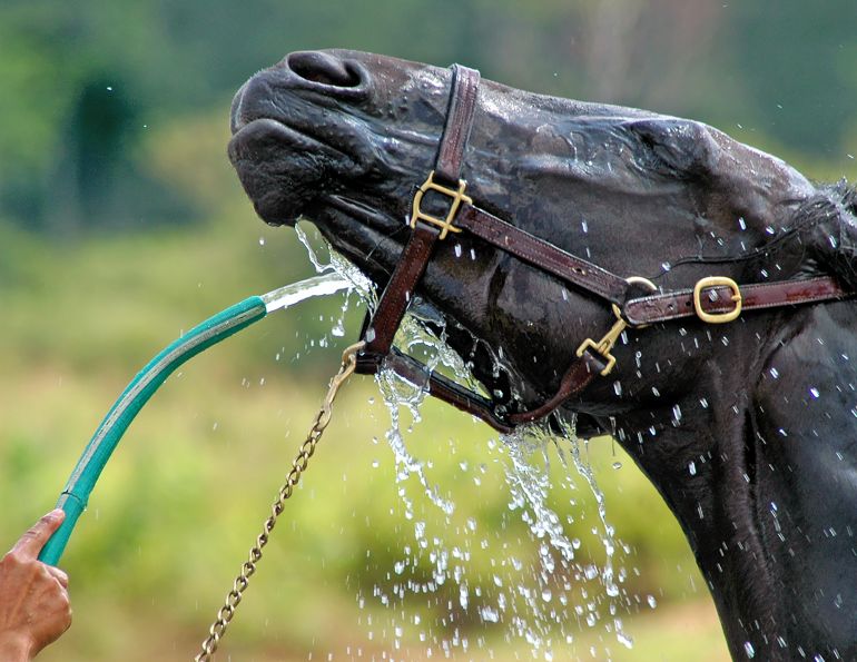 heat stress horses, treating overheated horse, electrolytes for horses, equiwinner electrolytes, horse's muscle stiff, fan for horse, sunburn horse, american association of equine practitioners, tony hawkins valley vet supply