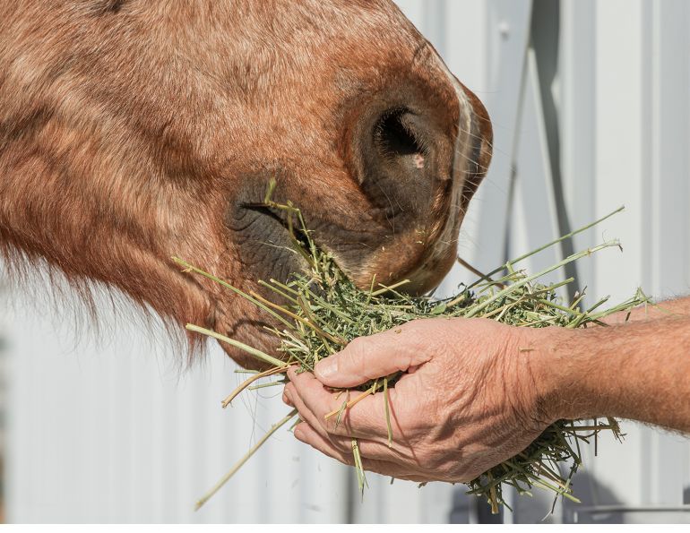 Equine Guelph, Dr. Anna Kate Shoveller, hay feeding horses, soaked hay, steamed hay, dry hay, horse hay nutrition, equine nutrition, horse respiratory health, horse ulcers, horse gut health, forage analysis, horse metabolic syndrome, insulin resistant horses, easy keeper horses, performance horse nutrition, horse hay soaking, horse hay steaming, equine respiratory disease, low sugar hay, NSC hay horses, equine digestive health, forage feeding horses, horse feeding management, horse welfare