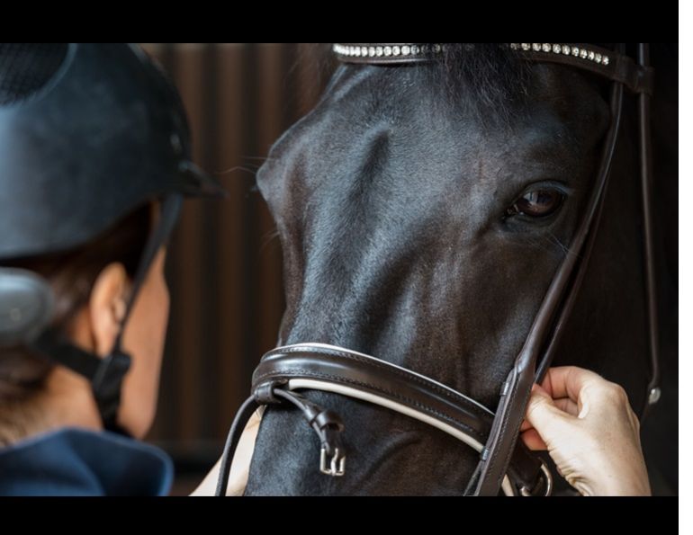 noseband tightness horses, equine welfare research, horse stride length study, riding tack pressure, horse biomechanics, equine performance Canada, horse training welfare, ISES noseband guidelines