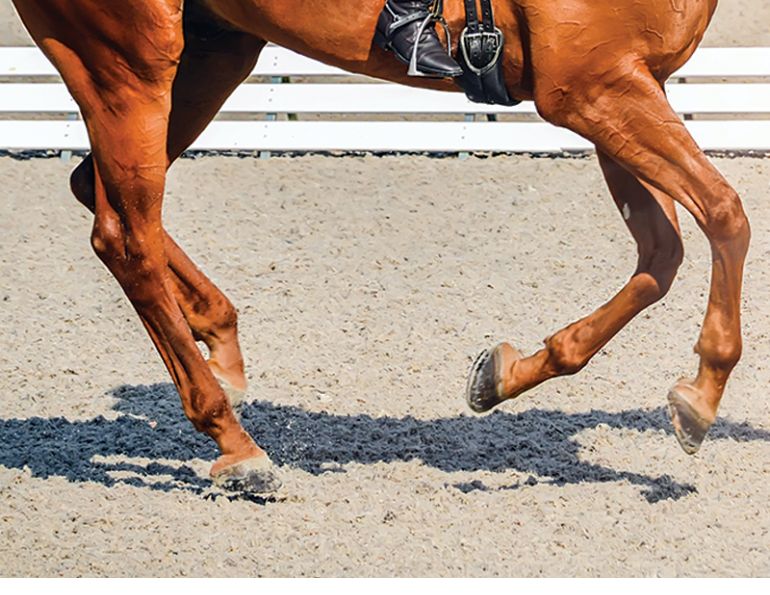 canter lead, correct canter lead, horse picks up wrong lead, lindsay grice horse trainer, my horse doesn't canter right, exercises to improve canter