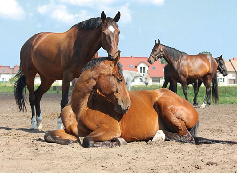 equine biosecurity, equine guelph, preventing horse diseases, protecting horses public