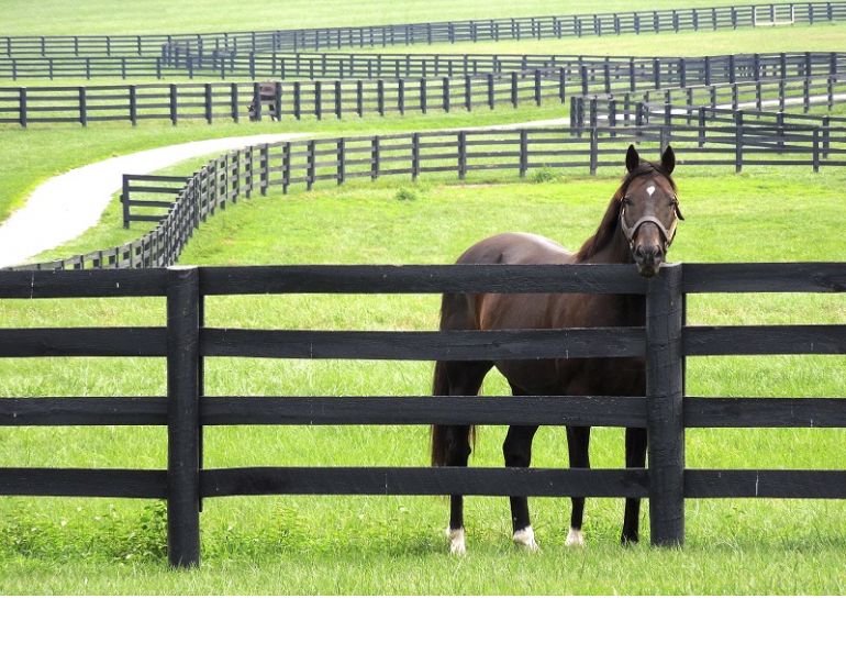 building a horse fence, equine fence, fencing equestrian property, fencing acreage, how to build a fence for horses building a horse fence, equine fence, fencing equestrian property, fencing acreage, how to build a fence for horses