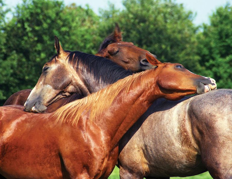 equine allergies, horse hives, allergy testing horses, allergy shots horses, pastern dermatitis horses, chronic progressive lymphedema horses, ringworm horses, summer sores habronema in horses