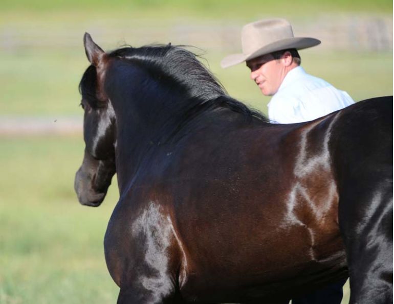 Jonathan Field, horses at liberty, how to connect with horse