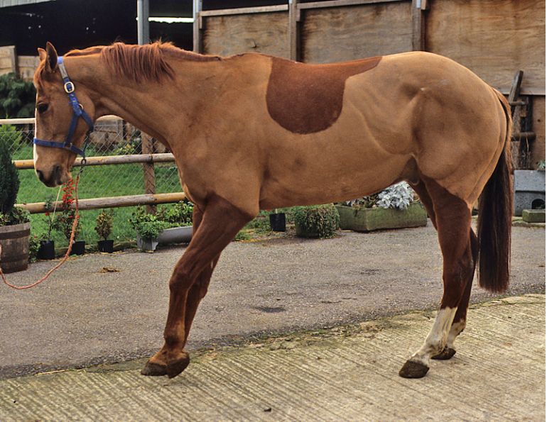 Laminitis horse disease, lamintis ndocrine system, prolonged subclinical phase, lamellae, University of Liverpool laminitis study Laminitis horse disease, lamintis ndocrine system, prolonged subclinical phase, lamellae, University of Liverpool laminitis study