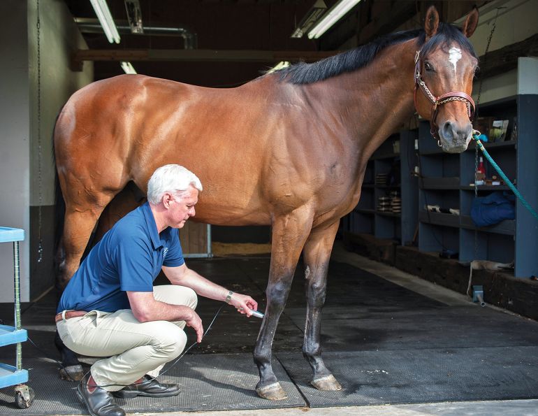 massage for horses, chiropractic for horses, laser therapy horses, equine joint therapy, how to do carrot stretches with horses