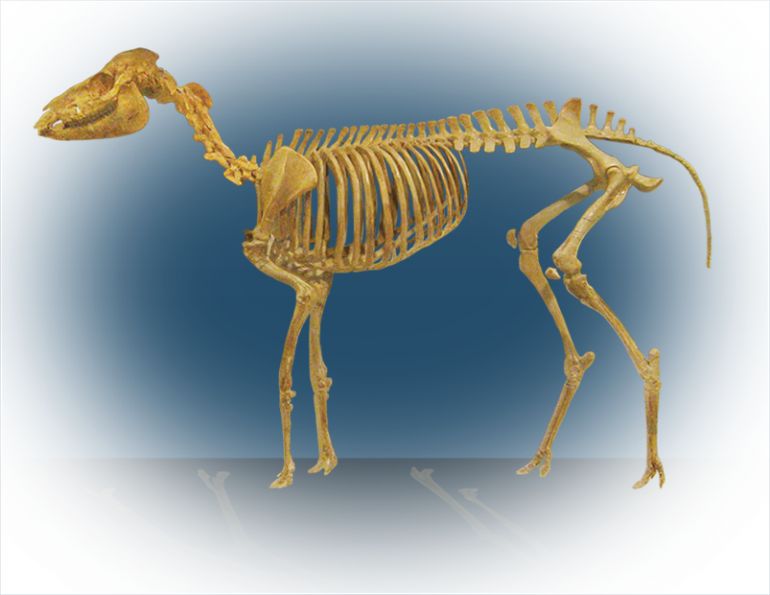 Do horses have just one toe or several? do horses have five toes? understanding equine foot