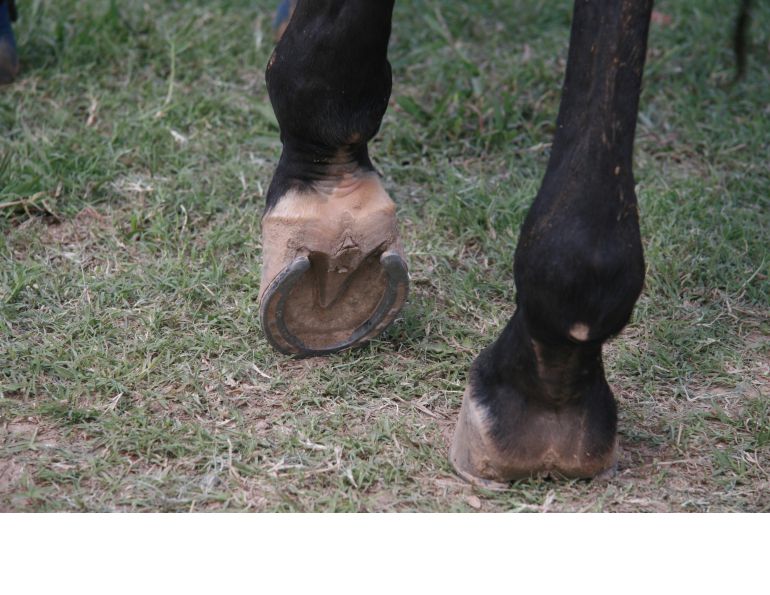Equine Tetanus Equine Tetanus