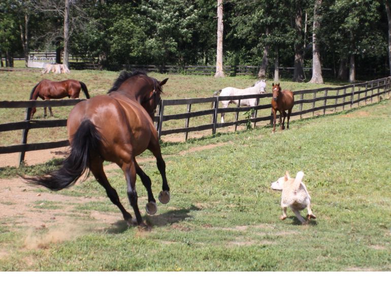 understanding horse feet, understanding the equine foot, horse anatomy, equine anatomy, will Clinging, understanding horse’s natural instincts