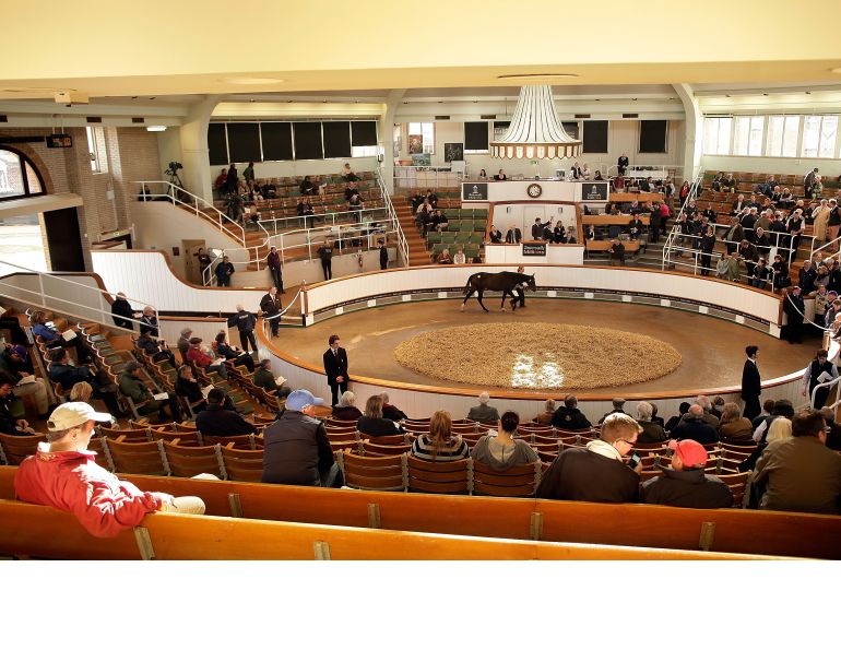 horse auction, equine auction, how to buy a horse, attend an equine auction, attend a horse auction, karen weslowski horse auction, equine auction, how to buy a horse, attend an equine auction, attend a horse auction, karen weslowski