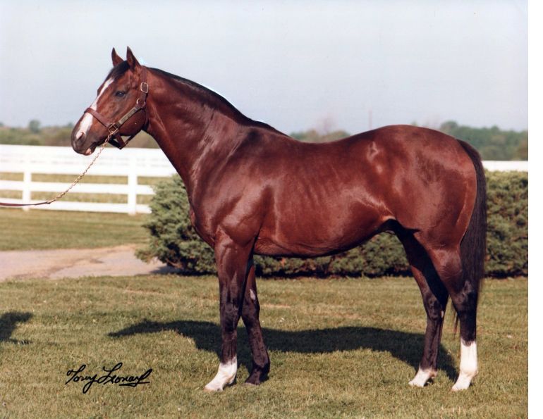 horse racing legends, northern dancer thoroughbred, nearctic Northern Dancer sire Nearco, best race horses in history, northern dancer, tony leonard