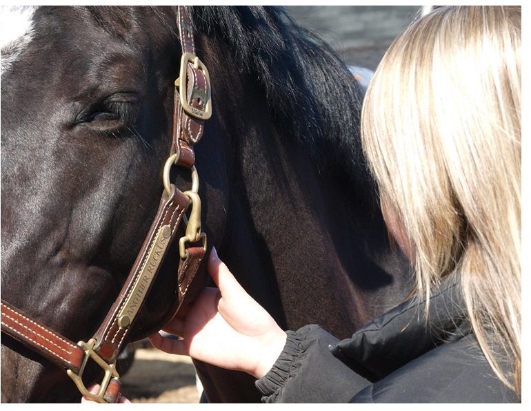 horse vital signs, equine vital signs, horse vitals, equine vitals, horse heart rate, horse pulse, equine heart rate, horse gut sounds, equine gut sounds, equine pulse, horse respiration, equine respiration, horse breathing, equine breathing, horse capillary, equine capillary, horse temperature, equine temperature, canadian horse journal, horsemanship, horse first aid, equine first aid