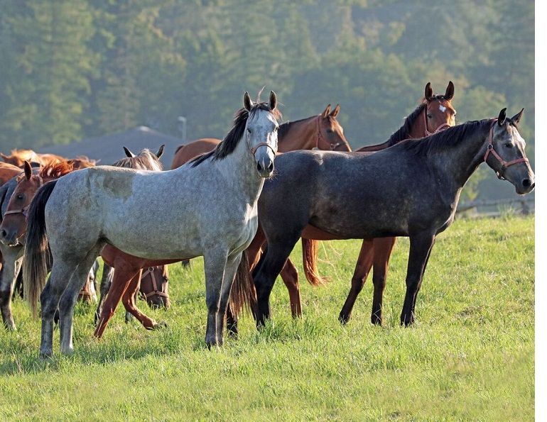equestrian canada study, canada's horse industry economy, how much is canada's horse industry worth, equestrian economy