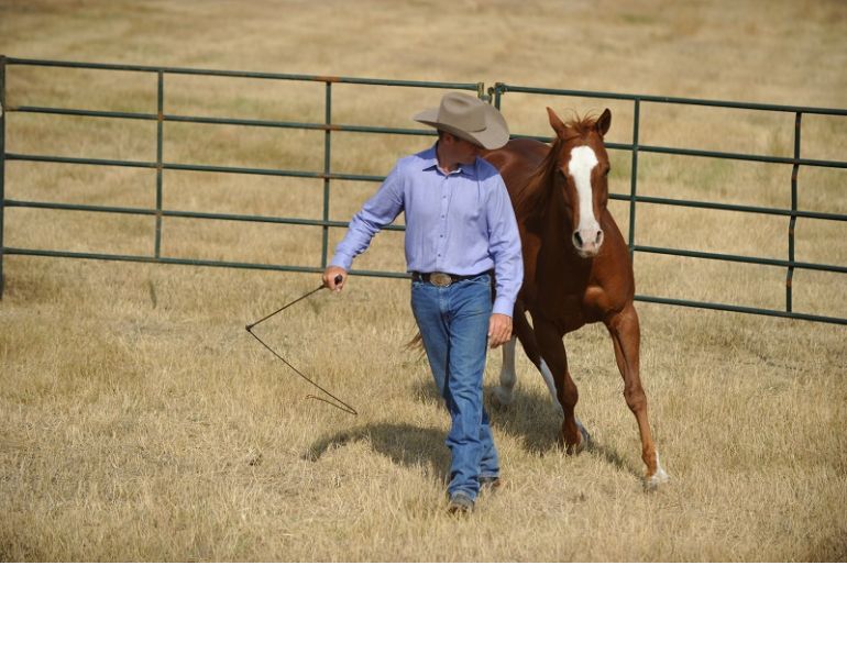 Equine Drive Line, horse drive line, Jonathan Field, anatomy of horse round pen, round pen liberty lesson tips, natural horsemanship