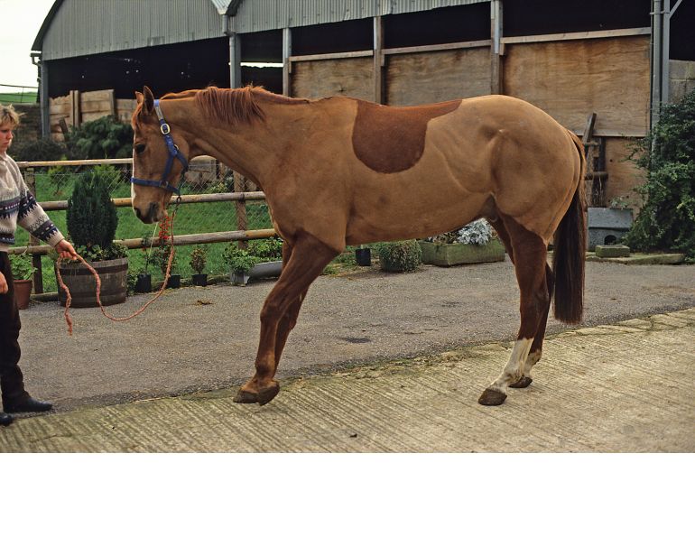 Laminitis is a serious hoof condition, but advances in treatment offer hope. Learn causes, risks, and why early care improves outcomes for horses.