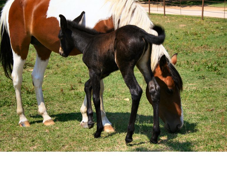 why do most people ride mules and not horses? what are the anotomic differences between horses and mules? comparing horses to mules