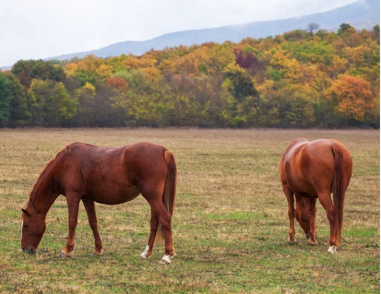 stomach Bots, equine tapeworms, bot flies, Dr. Wendy Pearson, University of Guelph, larvae pupate, horse care, Seasonal Parasite Control 
